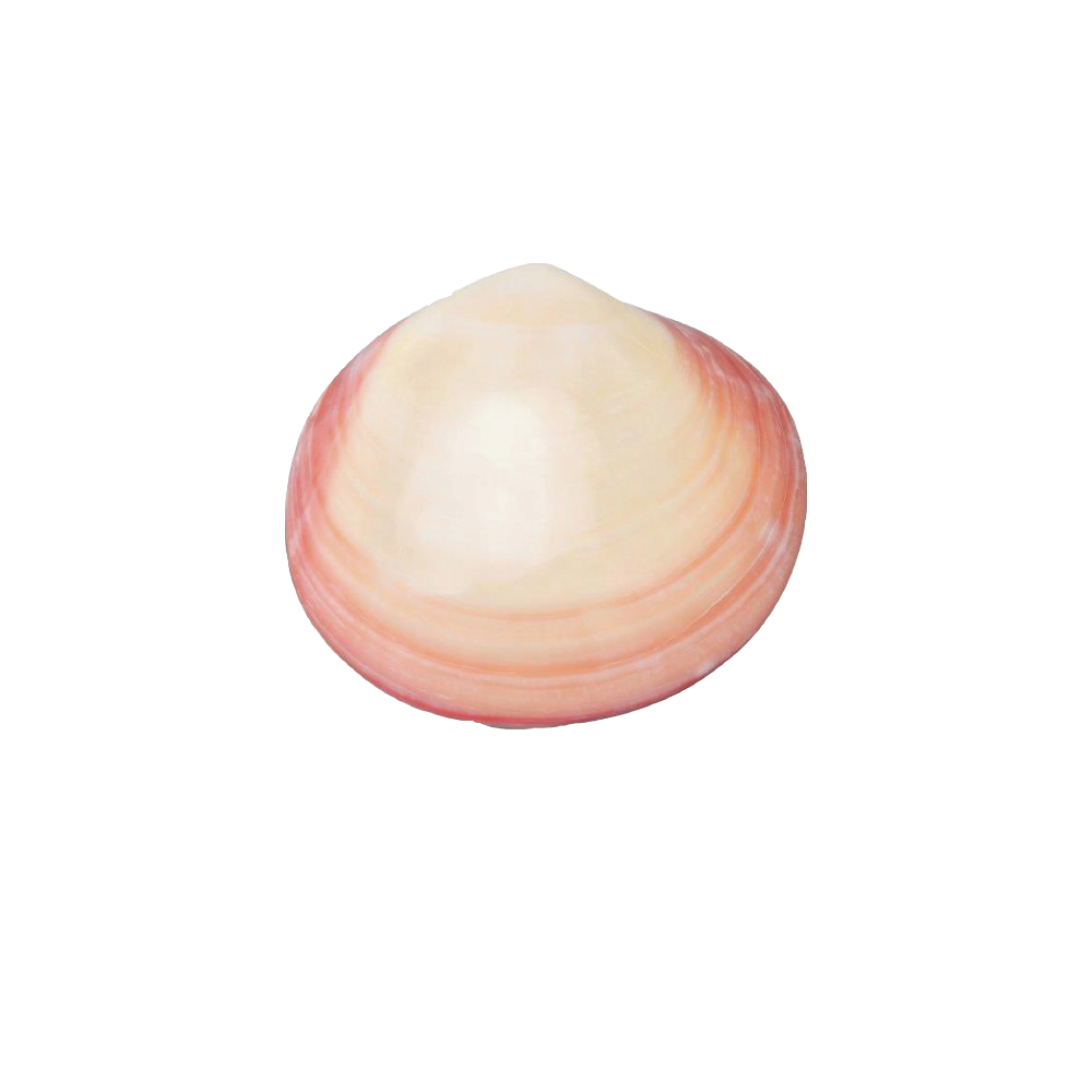 LAVASHELL Naturmuschel LAVASHELL Naturmuschel