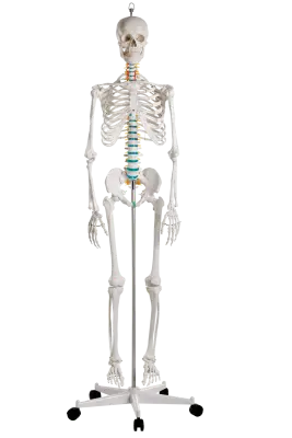  RUCK Kunststoff-Skelett des ganzen Menschen / einfach