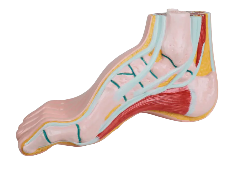RUCK  Fußmodelle aus Kunststoff, Hohlfuß L 24 cm RUCK  Fußmodelle aus Kunststoff, Hohlfuß L 24 cm