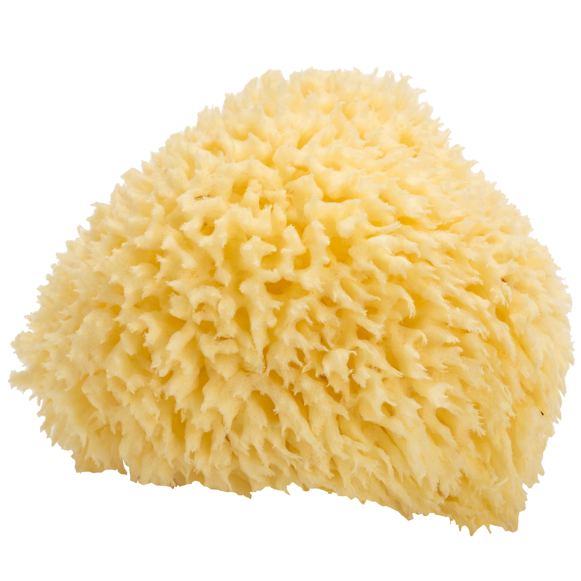 Naturschwamm "wool" Naturschwamm "wool"