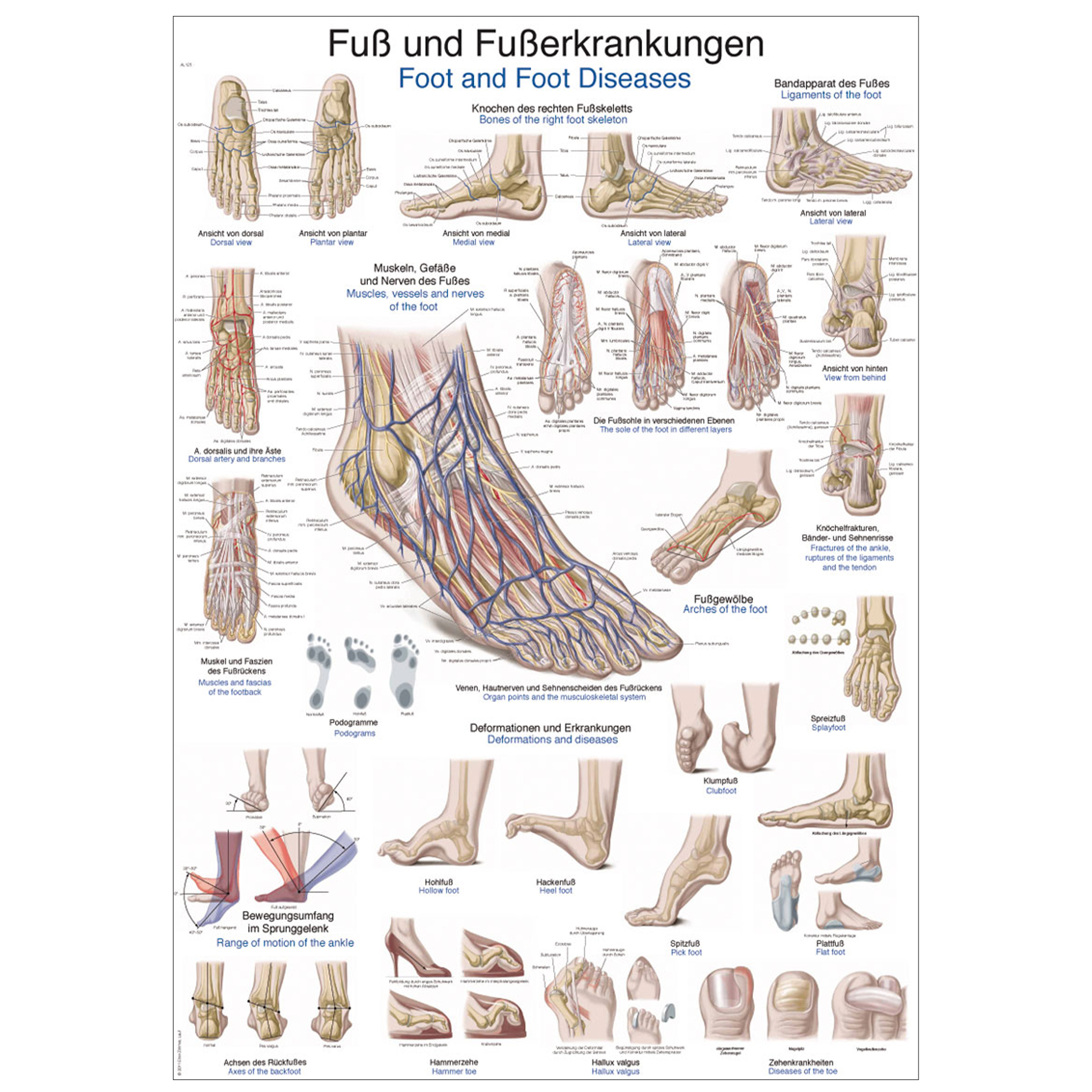 Lehrtafel "Fuß und Fußerkrankungen" Lehrtafel "Fuß und Fußerkrankungen"