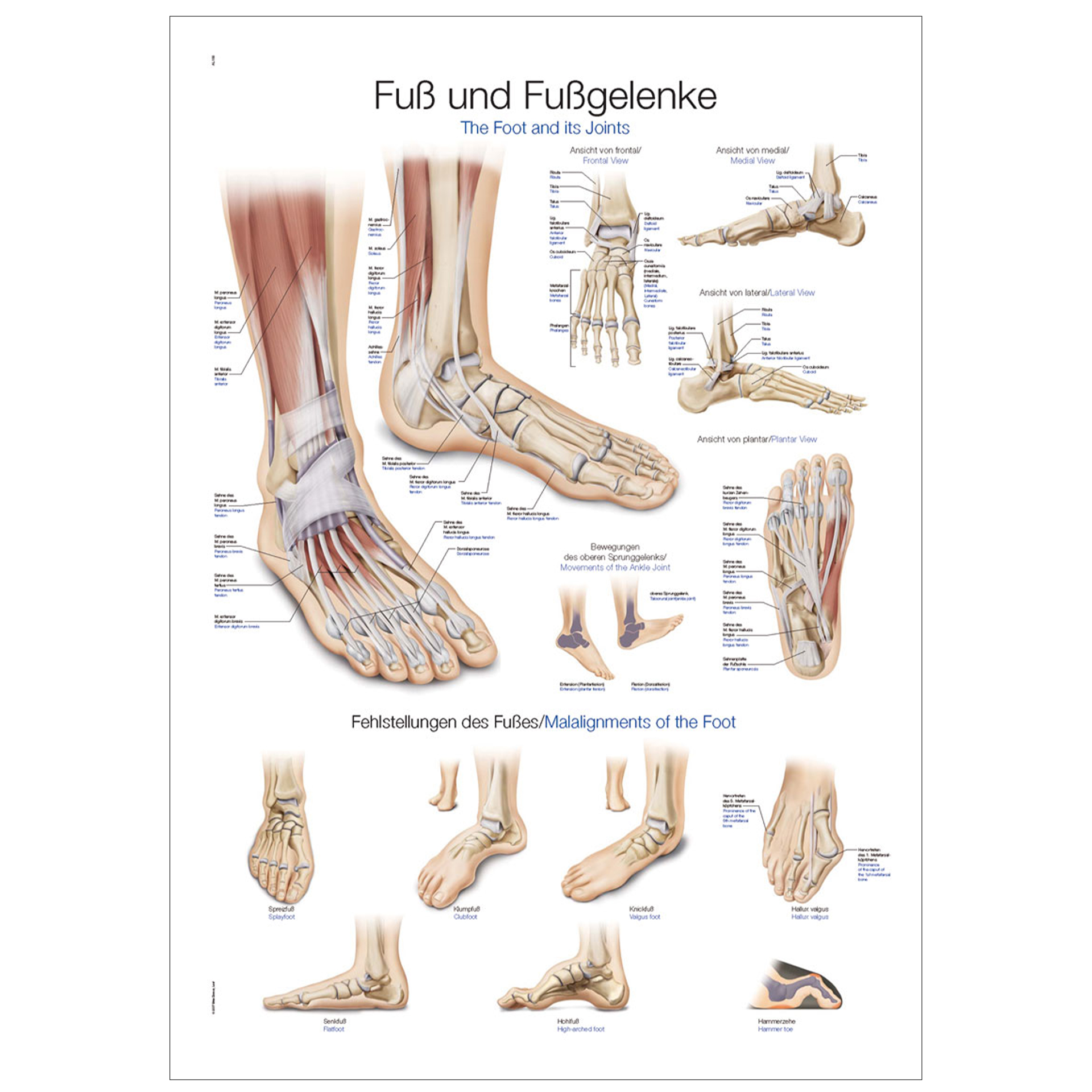 Lehrtafel "Fuß und Fußgelenke" Lehrtafel "Fuß und Fußgelenke"