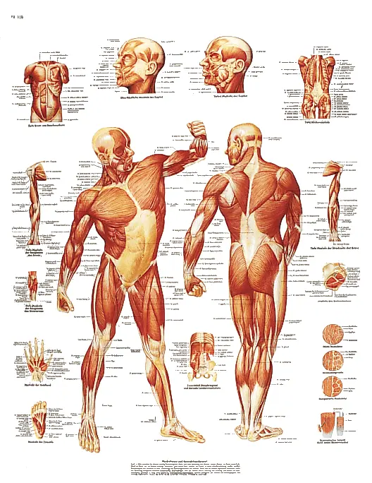 RUCK® Lehrtafel "Die menschliche Muskulatur"