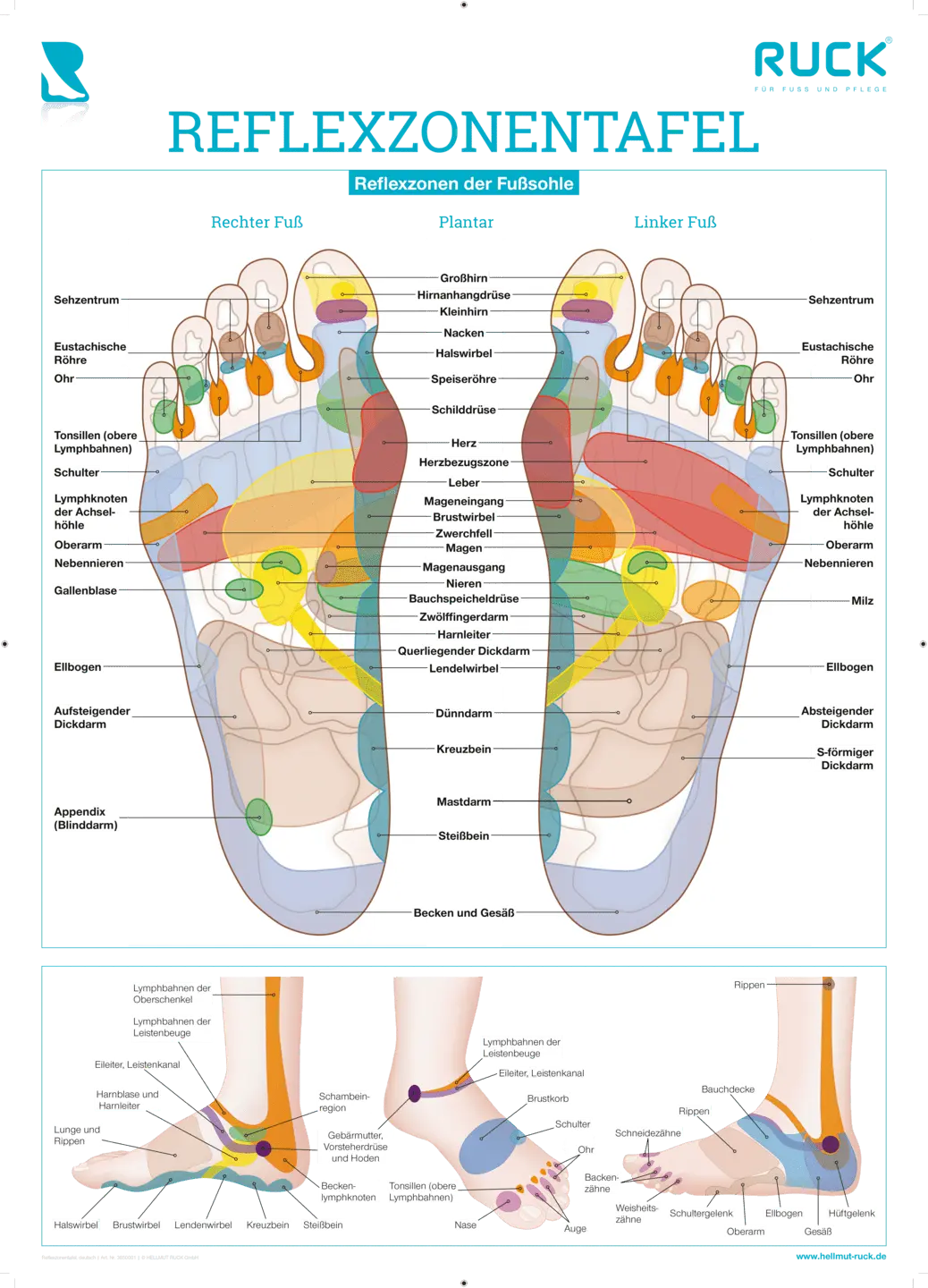 RUCK Reflexzonentafel RUCK Reflexzonentafel