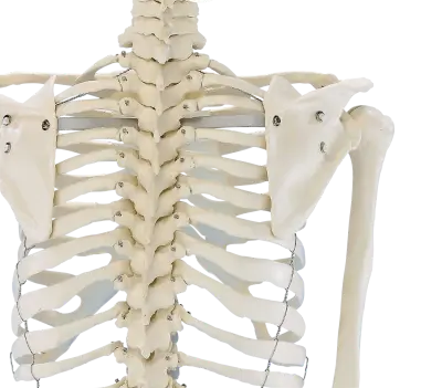  RUCK Kunststoff-Skelett des ganzen Menschen / detalliert