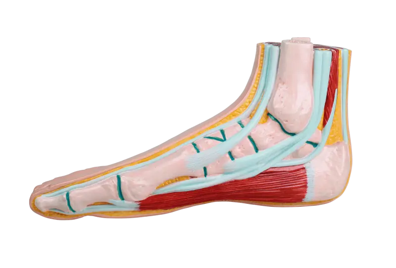 RUCK®  Fußmodelle aus Kunststoff, Normalfuß L 25,5 cm RUCK®  Fußmodelle aus Kunststoff, Normalfuß L 25,5 cm