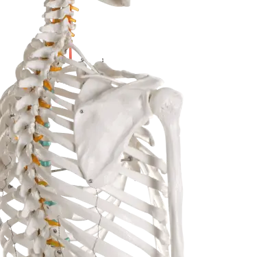  RUCK Kunststoff-Skelett des ganzen Menschen / einfach